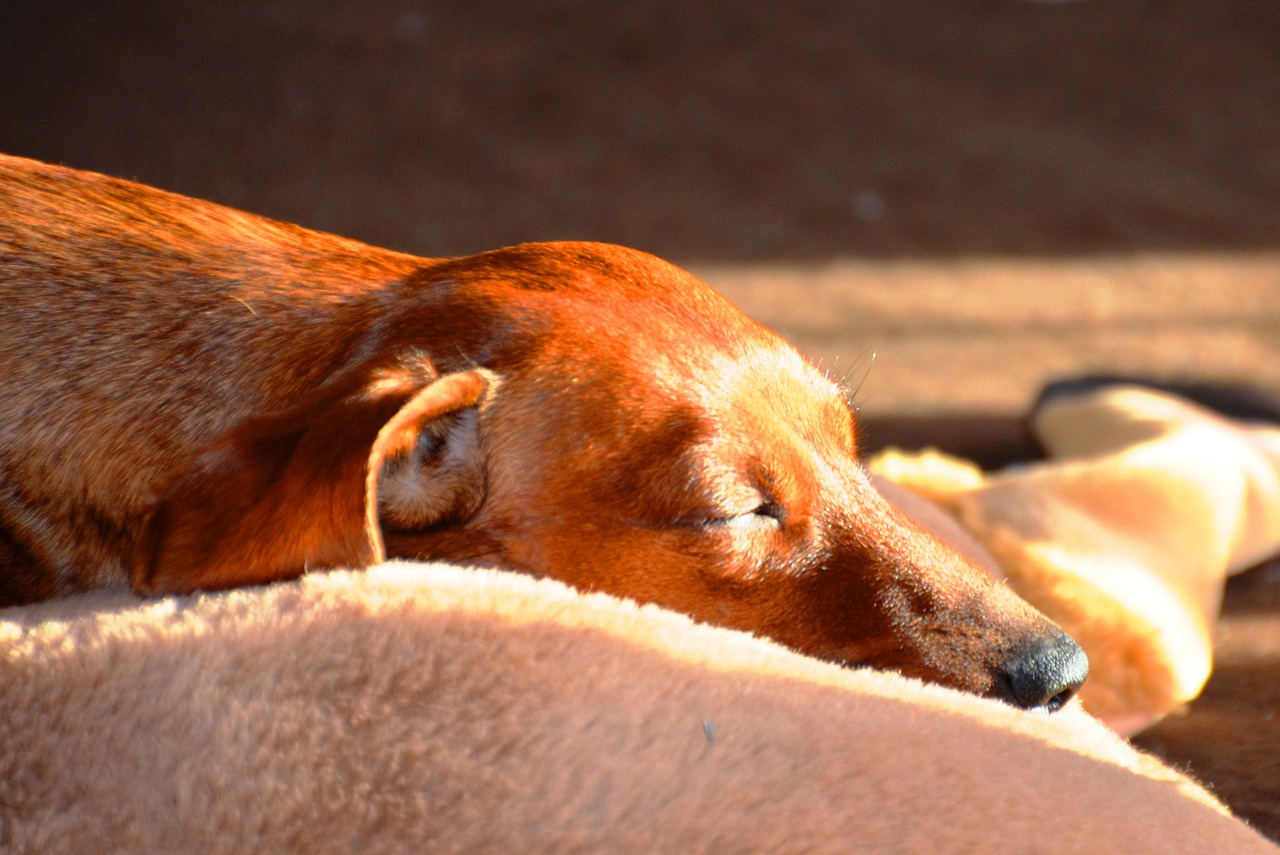 Arthrose beim Hund Ursache &amp; Behandlung CarePet Blog