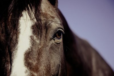 RAO bei Pferden - Recurrent Airway Disease