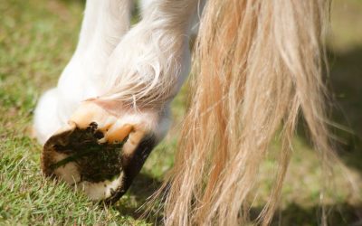 Mauke beim Pferd – Ursachen erfolgreich behandeln